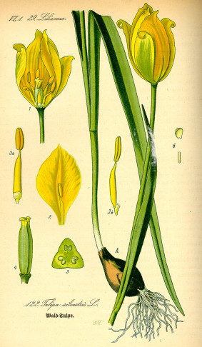 Illustration for the wild Tulipa sylvestris.