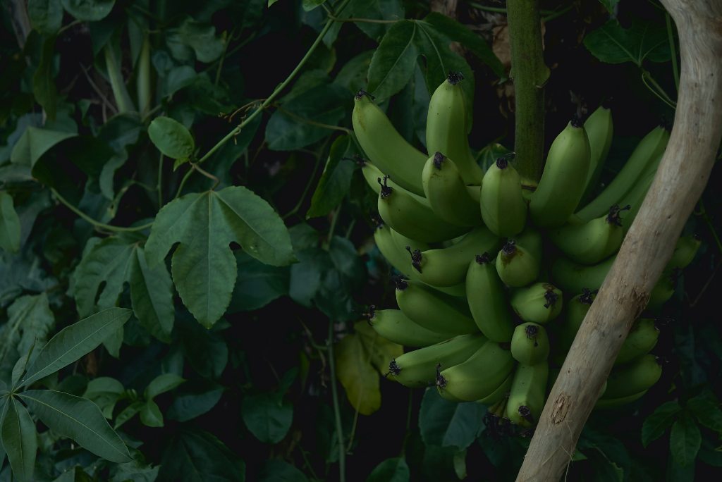 Bananas and opulent plants in Tahiti. (Photo: Tevei Renvoye / Unsplash)