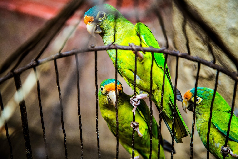A birdcage. (Photo: Hermes Rivera / Unsplash)